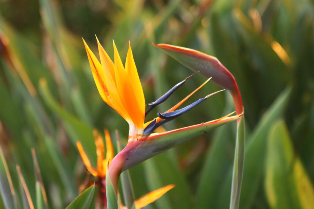 close up yellow flowering plant